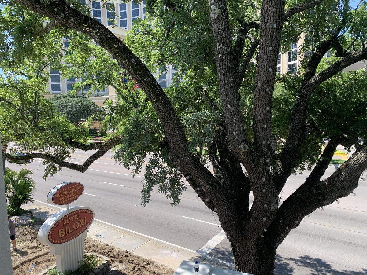 A live oak graces the front and side of Hotel Biloxi on U.S. 90. The city’s tree ordinance is designed to protect the majestic oaks.